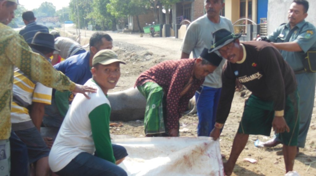 KEMENAG ADAKAN PENYEMBELIHAN HEWAN QURBAN