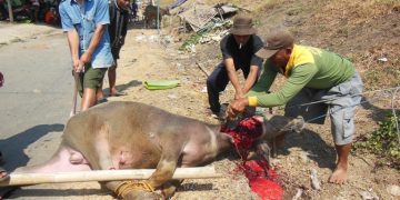 KEMENAG ADAKAN PENYEMBELIHAN HEWAN QURBAN